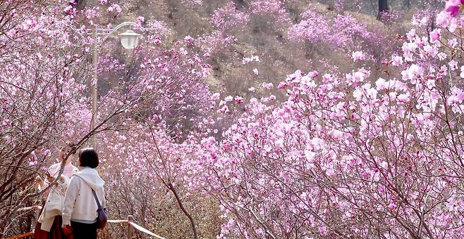 지난해 3월31일 오후 경기도 부천시 원미산 진달래공원을 찾은 시민들. 올해 서울의 진달래 꽃은 3월22일 필 것으로 전망된다. 이는 평년(3월29일)보다 7일 빠르다.[뉴시스]