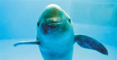 양쯔강 돌고래. 중국 장쑤성 웹사이트