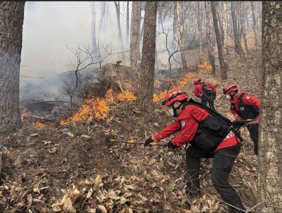 22일 오후 경남 함양군 산불 현장에서 산림청 산림재난특수진화대원이 방화선을 구축하며 산불 진화 작업에 총력을 기울이고 있다./사진제공=산림청