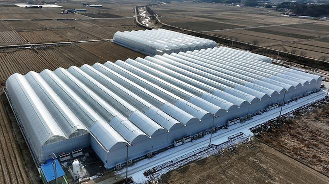 에스피아그리가 충남 서산에 4,700평 규모의 대형 비닐하우스형 스마트팜을 운영하고 있다.