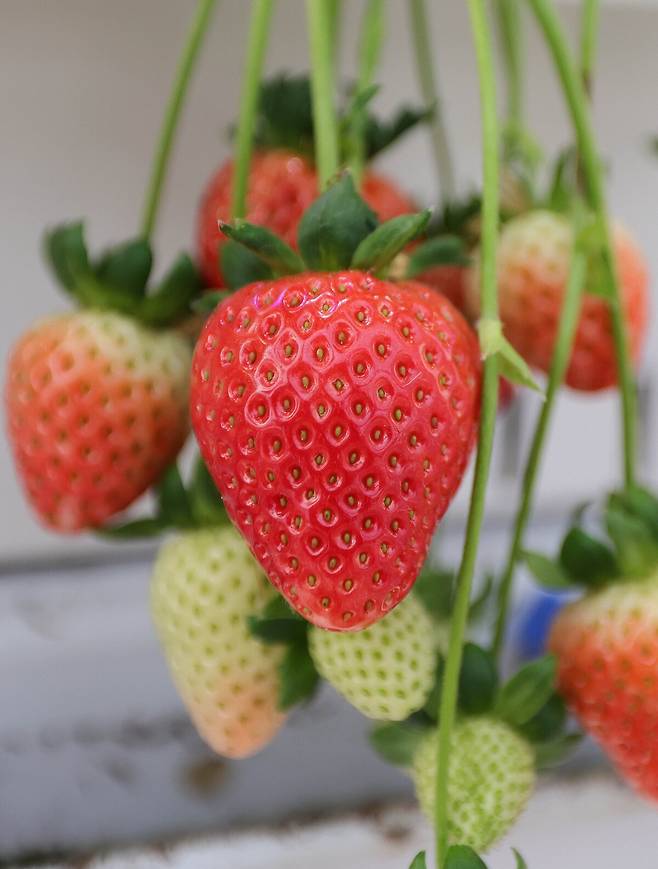 에스피아그리 스마트팜에서 딸기가 익어가고 있다.