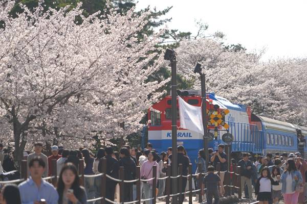 진해 경화역에 약 800m 철길을 따라 벚꽃 터널이 이어져 있다.