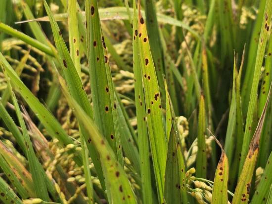 경남도농업기술원은 23일 지난해 벼 주산지를 중심으로 피해를 준 '벼 깨씨무늬병' 피해를 예방하기 위해 벼 재배 전 토양 양분 관리와 균형 시비의 중요성을 강조했다.사진=경남도농업기술원