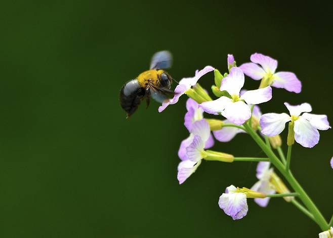 호박벌이 꽃 앞에서 날갯짓하며 공중에 머물고 있다. 이때 날개가 만드는 바람이 몸을 식히는 역할을 한다는 연구 결과가 나왔다. 게티이미지뱅크 제공 (a12279074)