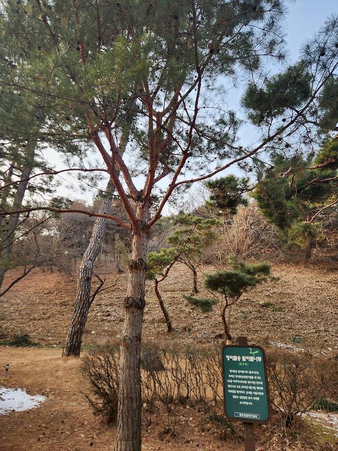 '팔도소나무단지'는 전국 각 지역을 대표하는 소나무를 식재한 공간이다. 사진은 '정이품송 맏아들'나무
