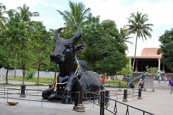 난디(Nandi). 힌두 전통의 신성한 황소로, 힘·헌신·충성·깨어 있는 집중을 상징한다. 한쪽 무릎이 올라가 있어 언제든 일어설 준비가 되어 있다.
