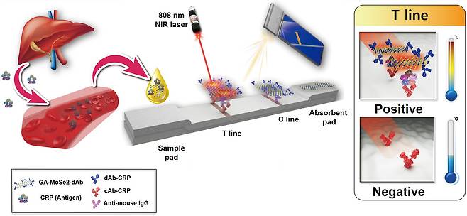 스마트폰을 이용한 현장 신속진단법 및 2차원 광열 나노소재를 활용한 고감도 열화상 분석기술.[한국기초과학지원연구원 제공]