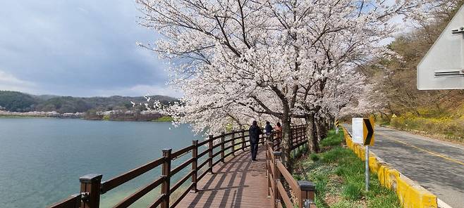 오는 4월 만개하는 고복저수지의 벚꽃 명소와 데크길. 사진=중도일보 DB.