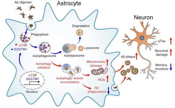The rise of astrocytes_ are they guardians or troublemakers of the brain disorder? Exp Mol Med (2026)