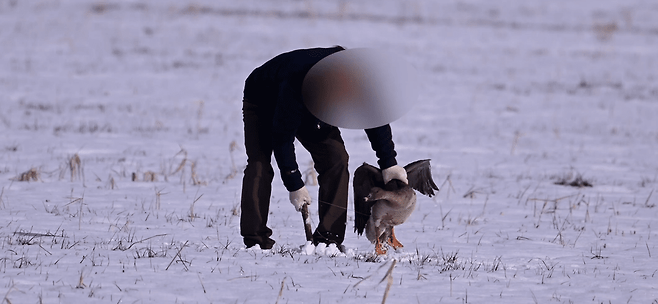 지난해 유사 사건 보도 사진. 조류 사진을 촬영하는 것으로 추정되는 사람들이 큰기러기를 붙잡아 움직이지 못하도록 묶어 놓았다는 제보가 접수됐다. (사진 제보자 제공)/뉴스펭귄