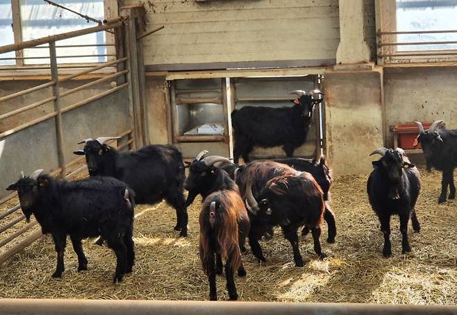 한 농가에서 사육 중인 염소들. 농식품부
