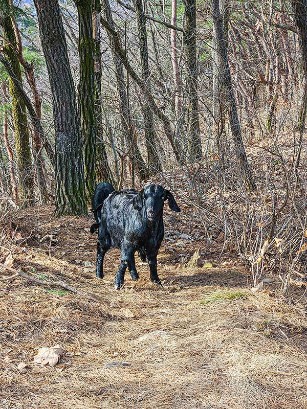 용봉 오름길, 돌탑을 지키듯 서 있는 염소들이 용봉 주위가 제 집인 듯 손님을 맞는다.