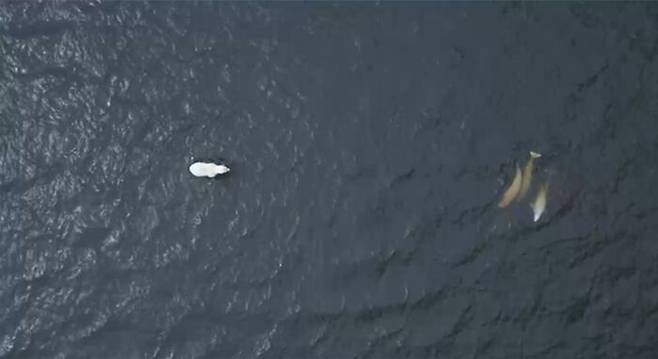 벨루가 사냥을 준비하는 북극곰, SBS 고래와 나 3화 중