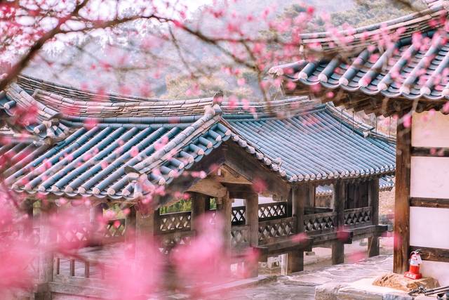 ▲ 홍매화가 핀 종학당 전경-충남도 제공