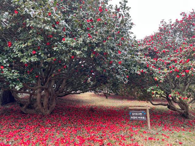 ▲ 서천 동백나무숲-충남도 제공