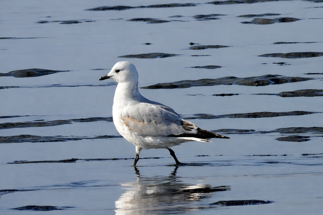 서천군 월포갯벌에서 국제적 멸종위기종 '고대갈매기' 관찰 성공