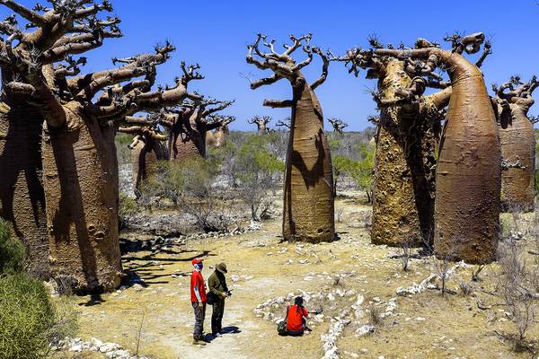 서정철 사진작가가 일행과 함께 바오바브나무를 찍고 있다. /서정철