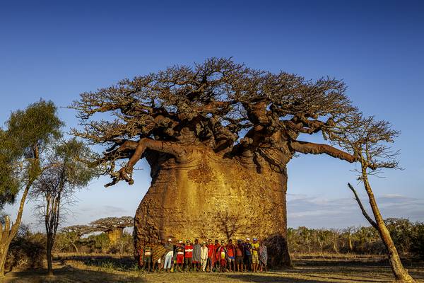 서정철 사진작가가 5000년 수령의 바오바브나무 앞에서 마다가스카르 원주민들과 기념사진을 찍고 있다. /서정철