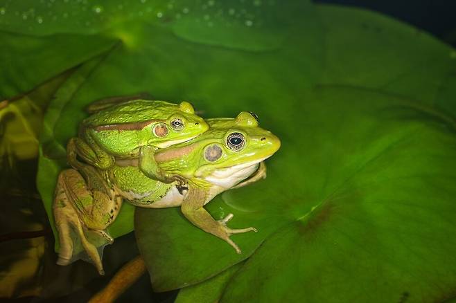 멸종위기종 금개구리. (사진 이강운 대기자)/뉴스펭귄