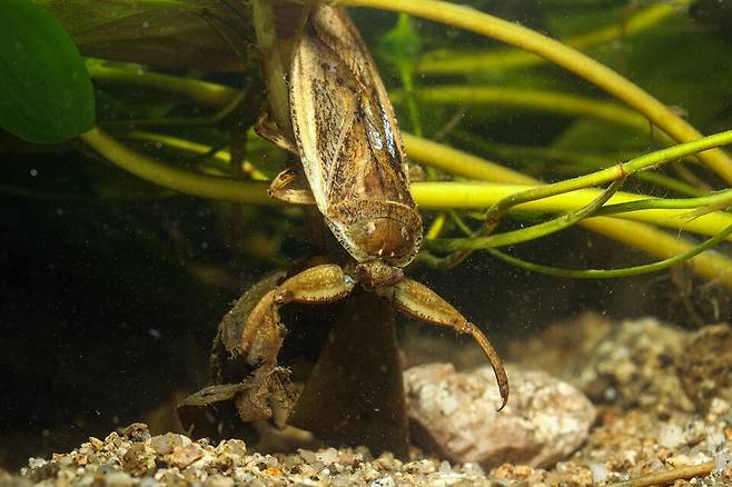 멸종위기종 물장군. (사진 이강운 대기자)/뉴스펭귄