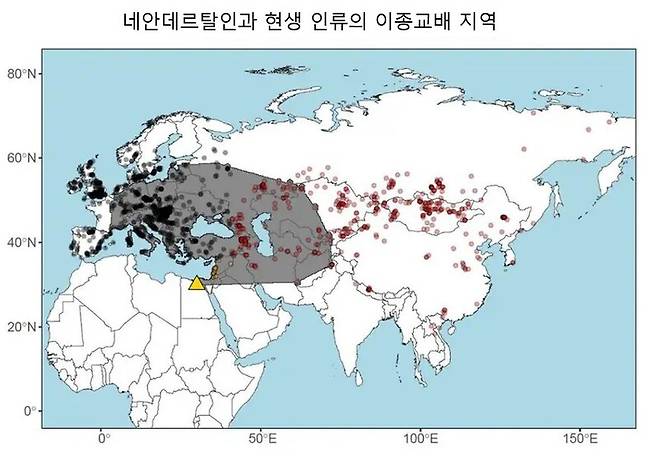 네안데르탈인과 현생 인류의 이종교배 지역 분포도(회색 지역). 점들은 분석 유전자 표본 위치, 삼각형은 호모 사피엔스가 아프리카를 빠져나간 경로를 가리킨다. 회색 지역은 경도 0~69도, 위도 29~59도에 걸쳐 있다. 알타이 지역을 제외하고 네안데르탈인 화석이 발견된 거의 모든 주요 유적지를 포함한다. 바이오아카이브