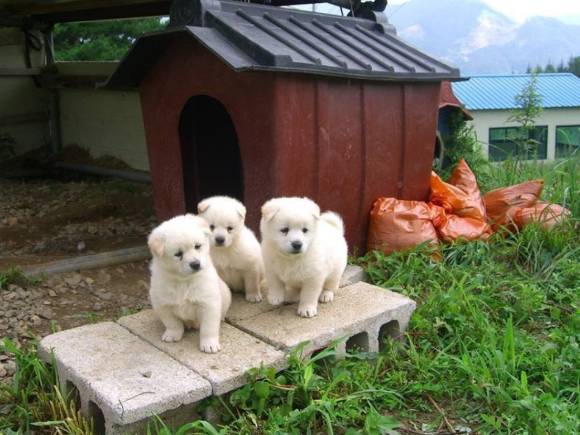 사진은 시골 강아지들로, 본 기사 내용과 무관. [사진=X 갈무리]