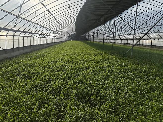 경북 청도에 있는 한 미나리 농가 전경 / 사진=롯데마트 제공