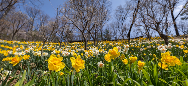 오는 3월 27일 개원하는 화담숲 / 사진 = 곤지암리조트