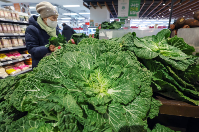 서울의 한 대형마트에서 판매 중인 봄동. 뉴스1