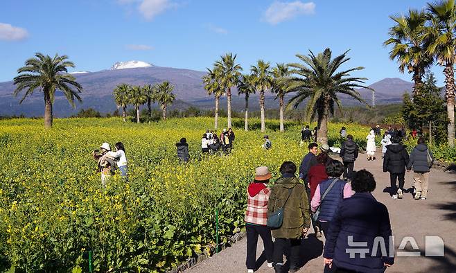 [서귀포=뉴시스] 우장호 기자 = 맑은 날씨를 보인 9일 오전 제주 서귀포시 남원읍 휴애리자연생활공원을 찾은 관광객들이 활짝 피어난 유채꽃을 감상하며 한겨울 속 봄 정취를 만끽하고 있다. 2026.01.09. woo1223@newsis.com