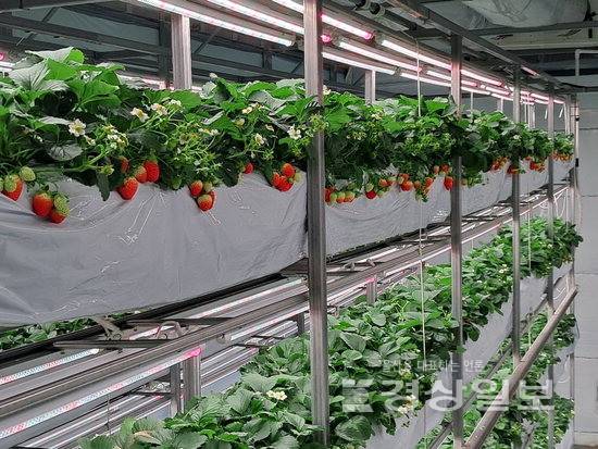 ▲ 인공지능(AI) 설루션이 도입된 울산 울주군 소재 한 딸기 스마트팜. 울산TP 제공