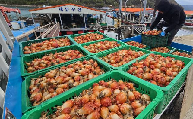 26일 오전 통영시 산양읍 영운리 물량장에서 ‘바다의 꽃’이라 불리는 멍게(우렁쉥이) 수확 작업이 한창이다. 중간 유통상인이 55kg들이로 채운 멍게를 화물차에 싣고 있다. 김민진 기자