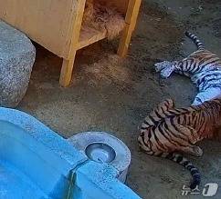 지난 18일 4시 15분쯤 서울대공원 맹수사 A동 내부 방사장에서 미호와 금강이 싸움을 벌이는 모습. 약 4분간 금강이 미호의 목덜미를 물고 공격해 미호는 심정지로 폐사했다. (이영실 더불어민주당 서울시의원 제공) 2026.02.27 ⓒ 뉴스1