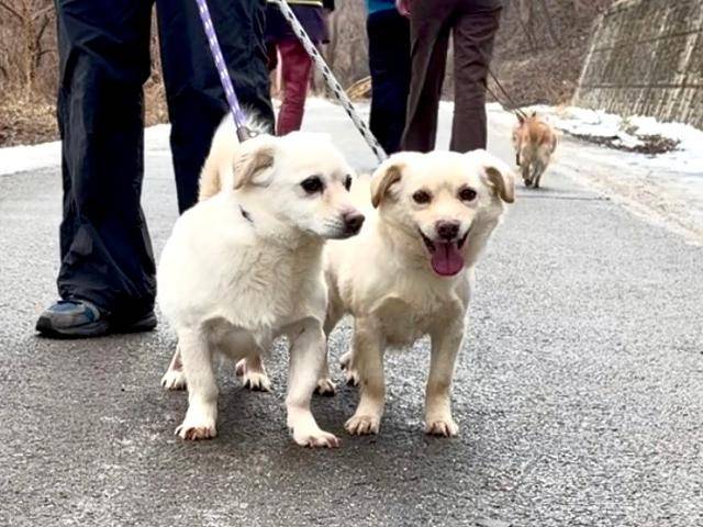 처음 구조 당시만 해도 사람 손을 피하기 바빴던 짝쿵이(오른쪽)와 쿵짝이는 사람이 씌워주는 목줄을 하고 산책을 할 정도로 적응한 상태다. 동그람이 정진욱