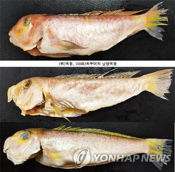 옥돔(맨 위)과 옥두어·남방옥돔(두 번째). 옥돔은 눈 밑에 은백색 삼각형 반점이 있고, 몸 중앙에 불규칙한 노란색 세로 방향의 띠무늬가 있다. [사진=연합뉴스]
