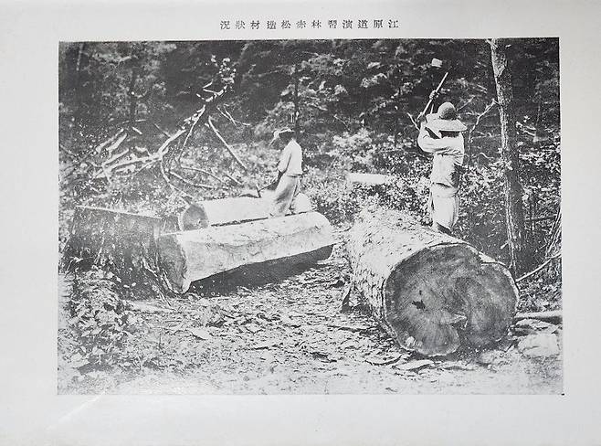 녹색연합이 도쿄대에서 확보한 '적송 도쿄제국대학교 조선강원도 연습림 보고서'에는 조선총독부가 현 비무장지대 내에 있는 강원 고성군 일대 연습림에서 금강소나무를 조달한 양과 방법 등이 나와있다. [녹색연합]