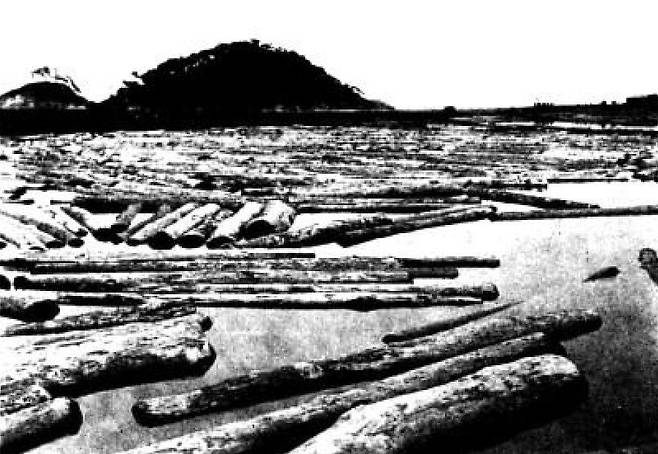 조선강원도 연습림에서 벌목한 금강소나무를 북쪽의 남강(현 북한 지역)을 통해 항구로 운반하는 모습. [녹색연합]