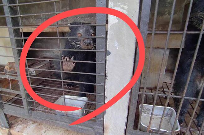 인도네시아 루왁커피 농장에서 발견된 사향고양이.[PETA 홈페이지 갈무리]