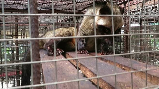 인도네시아 루왁커피 농장에서 발견된 사향고양이.[PETA 홈페이지 갈무리]