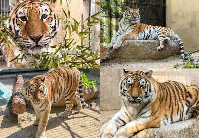 시베리아 호랑이 '미호'. 서울대공원 제공