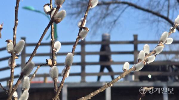 인천 남동구 장수천 길가에 피어난 버들강아지가 봄의 시작을 알리고 있다. 경기일보DB