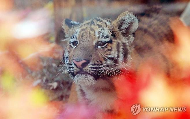 '설호'의 눈빛 (과천=연합뉴스) 한종찬 기자 = 11일 과천 서울대공원 동물원에서 시베리아 새끼호랑이 설호가 주변을 탐색하고 있다. 설호는 순수 혈통 시베리아 호랑이(암컷)로, 현충일인 6월 6일에 태어났다. 2025.11.11 saba@yna.co.kr