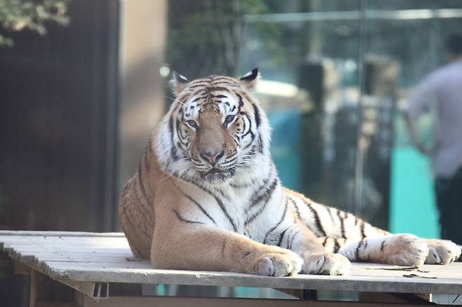에버랜드에서도 만날 수 있는 시베리아호랑이. 아무르호랑이, 백두산호랑이, 한국호랑이로도 불린다. [촬영 홍준석]