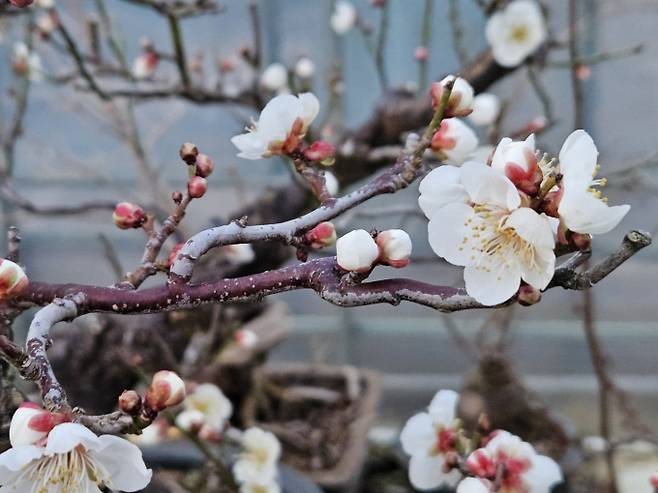 포근한 3·1절 대체로 흐림…동해안 제주 곳곳 비 또는 눈[오늘날씨]= 3·1절이자 일요일인 오늘(3월 1일) 날씨는 중부지방(강원영동 제외)과 전라권은 구름 많다가 오전부터 차차 흐려지겠고, 그 밖의 전국은 대체로 흐리겠다. 아침 최저기온은 -1~8℃, 낮 최고기온은 7~15℃가 되겠다. 밤(18~24시)부터 제주도에 비가 내리겠다. ⓒbnt뉴스: 오늘날씨, 내일날씨, 주간날씨 예보&nbsp;
