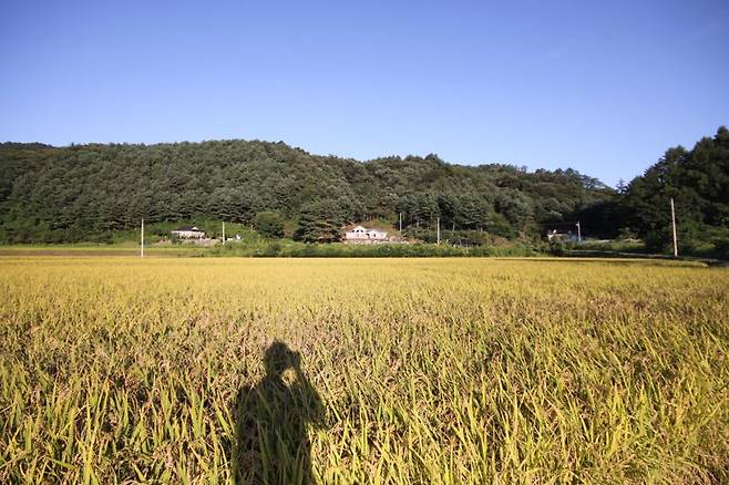 /사진=안효원씨 제공