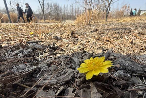 수원 일월수목원에 북수초가 개화한 모습. 조주현 기자