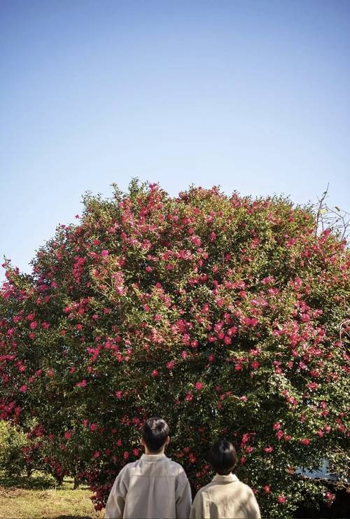 동백꽃이 만들어낸 붉은 카펫 위, 로맨틱한 분위기 속에서 나란히 카메라를 바라보거나 파란 하늘과 하얀 구름이 돋보이는 초록 들판에서 동화 같은 순수한 순간을 담아낼 수 있다. /제주관광공사 제공