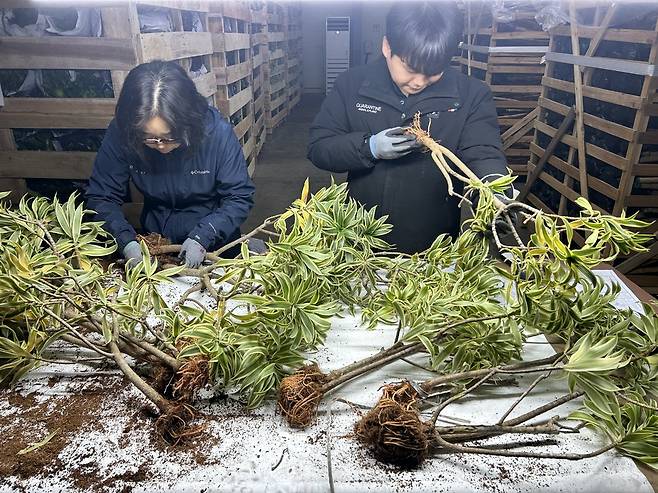 농림축산검역본부 중부지역본부 직원들이 해외 병해충 유입 차단을 위해 수입 묘목류 현장 검역을 강화하고 있다.