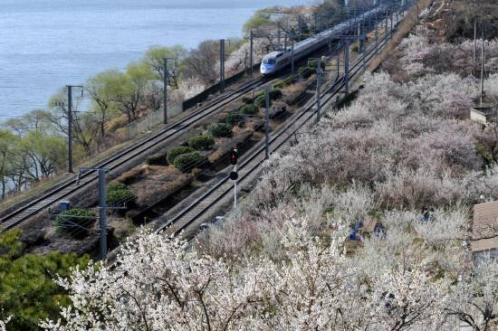 '2026 원동매화축제'가 오는 7∼8일에 개최된다. 사진은 지난해 원동매화축제 장면. 사진=양산시