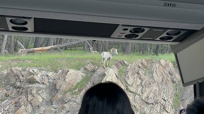 버스에서 본 산양 / 사진= 문서연 여행+ 기자